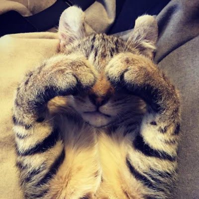 Katcryptik's profile picture. 