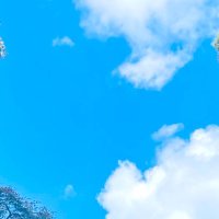 pico 🌈 (@pico_bx) 's Twitter Profile Photo