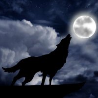 L0NE W01F (@_l0new01f) 's Twitter Profile