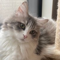 vivi猫 譲渡動物情報~ 明日、8月24日より譲渡開始予定の猫です。 詳しく
