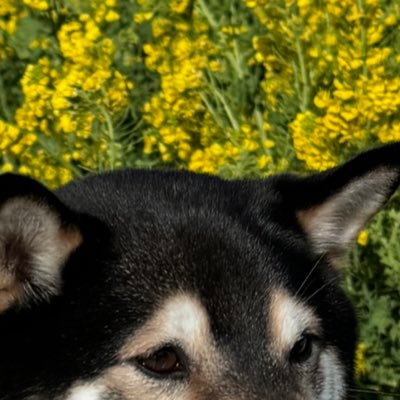 無言フォロー失礼します🙇懸賞メインなのでRP多いです。ミュート推奨🔇 和菓子好き。あんこが好き。 夫婦/柴犬/お菓子/旅行/キャンプ/車中泊/釣り/アウトドア/映画/アニメ/マンガ/ゲーム/★RPのRP,いいねしてたらすいません🙏 #ankoもっちの当選報告