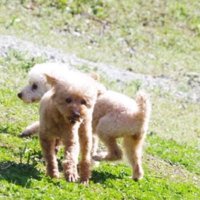 駆け出し救急医 (@cafe_dogtor) 's Twitter Profile Photo 駆け出し救急医 (@cafe_dogtor) 's Twitter Profile Photo