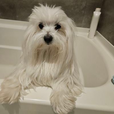 Aoi_TangXP's profile picture. 