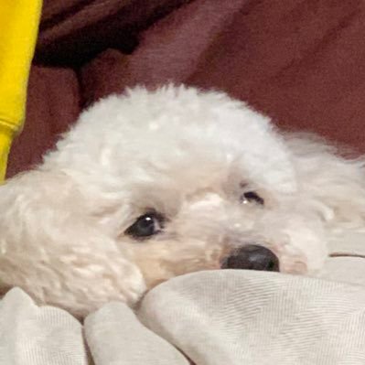 EcJJlH0EKYG04Vc's profile picture. 今までの自民党は大嫌いでした。高市内閣になり、高市総理・小野田大臣・片山大臣・有村総務会長等の政治に向き合う姿に応援しようと思いました。岸田・石破・岩屋等は一刻も早く辞職して欲しい。