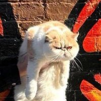jidn (@jidn_w) 's Twitter Profile