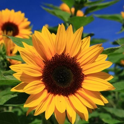 lidoryph's profile picture. 🏳️‍🌈🌻