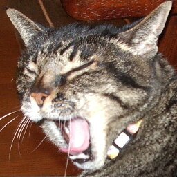 アイコンは昔飼ってた猫「昼寝三昧ひまちゃん」だいぶ昔に他界してますが奇跡の一枚で生きています。
無線とバイクとキャンプ・アウトドア関係のアカウント（無線メイン）アマチュア無線を経て友人の勧めからライセンスフリーに。アマチュアはD☆あり、ライセンスフリーは特定小電力・DCR・市民ラジオ。手を出すんじゃなかった、面白すぎ！