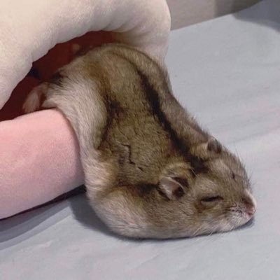 kittygirlshot's profile picture. .