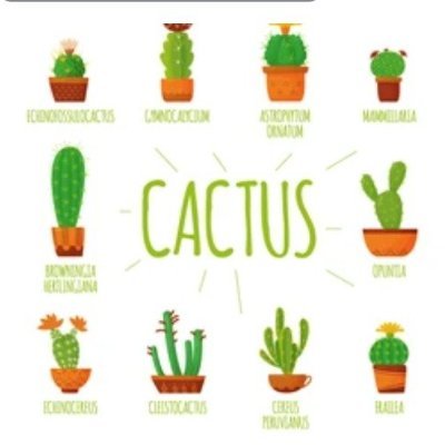 Cactus