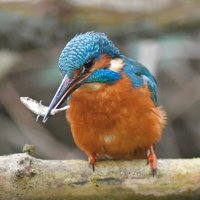 David Rouse 🍃💚🍃 (@davidrouse64) Twitter profile photo