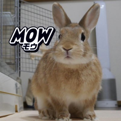 mOw_LLC Profile Picture