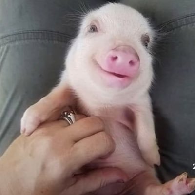 MLGmednees's profile picture. 