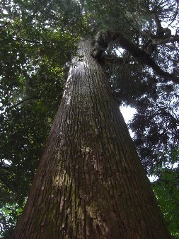 こんにちは准木材コーディネーターＴです。国産材を利用した資産価値のある木の家を目指しています。