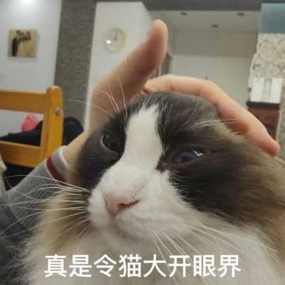 猫羽 心さんのプロフィール画像