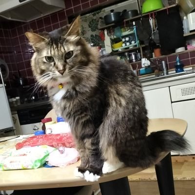 reonnanadaisuki's profile picture. 大型犬（保護犬）一匹と保護猫/譲渡猫合計八匹のママです