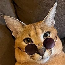 Janzze3's profile picture. Caracal