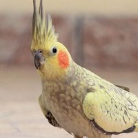 saffet (@saffetkuscu90) 's Twitter Profile