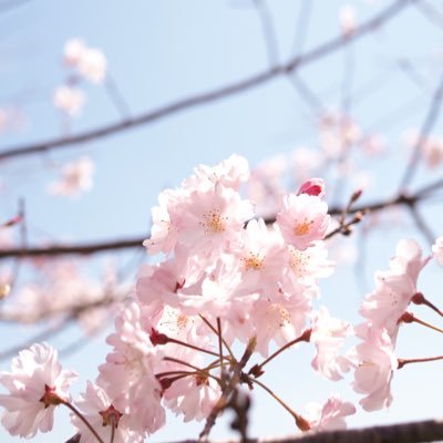 neko___0303's profile picture. 