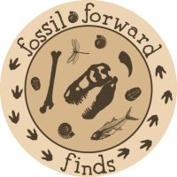 Fossil Forward Finds(@FossilThrift) 's Twitter Profile Photo