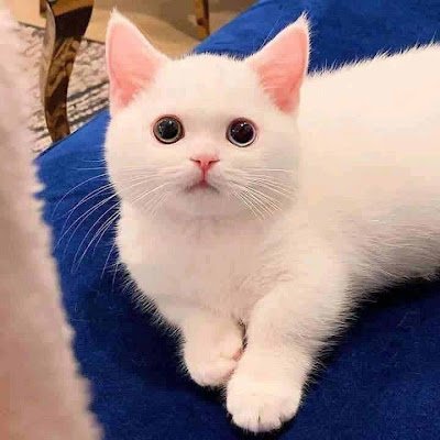 AbdulSaratou's profile picture. 