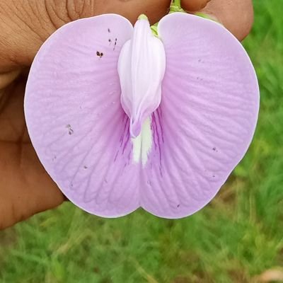 Bintangraya89's profile picture. 