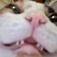 Kiwiwiwi (@smol_kiwiwi) 's Twitter Profile