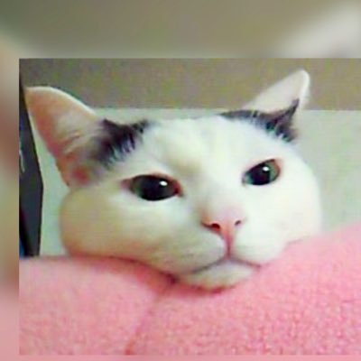 猫にまみれてます。