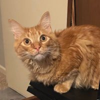 louis ♥️ lofty ♥️ fritz (@louis_thecatt) 's Twitter Profile
