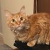 louis ♥️ lofty ♥️ fritz (@louis_thecatt) Twitter profile photo louis ♥️ lofty ♥️ fritz (@louis_thecatt) Twitter profile photo