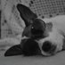 Pup Fan (@wantmorepuppies) Twitter profile photo