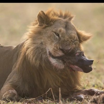 marvin_marvini's profile picture. Embaixador