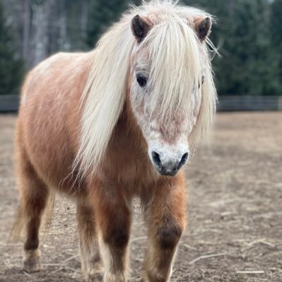 Lil’ Wayne is peak Shetland pony