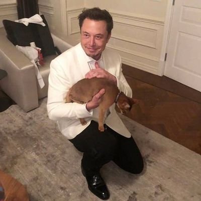 Hey, I'm $DINGER. I'm the world's most famous cat because Elon Musk is my owner. Now, everyone can pet me on the Solana blockchain. 

TG: https://t.co/pUfCfUrtNE