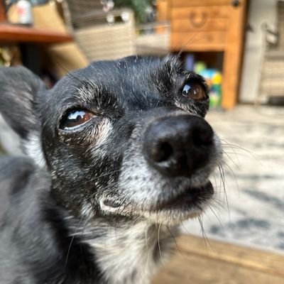 A cute little elderly chihuahua. Sometimes you will see posts of my dog friends as well!