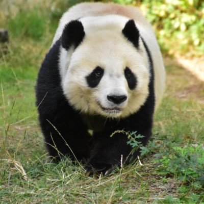 カモミール (@chamomile_0721) / Posts / X