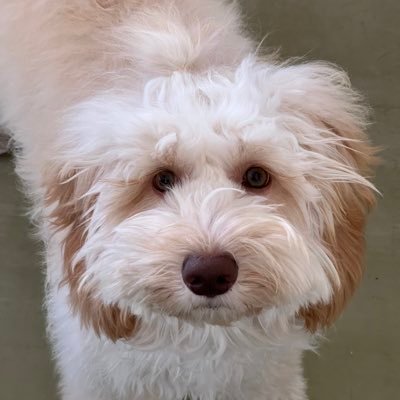 stkxoxo's profile picture. オーストラリアンラブラドゥードルの"おにぎり"を飼ってます🍙NCTテヨンさんのファンです🍡よろしくお願いします！