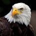 Sports Eagle (@nchssportsfan) Twitter profile photo Sports Eagle (@nchssportsfan) Twitter profile photo