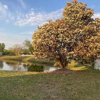 wellwoman57's profile picture. Rescued and redeemed Evangelical Christian,  Helpmate to Mr. Q-educational missionary, Mama/Mimi Bear, Constitutional Conservative, Proud Maga Veteran