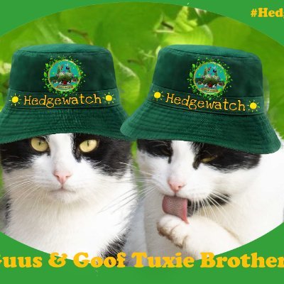 We are Guus & Goof. We are Tuxedo brothers living on a Dutch farm house. Professional Hedgewatchers. Our job is to keep mice and rats away from the house.