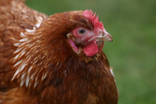 urbanchickenuk's profile picture. Everyday urban family searching for The Good Life with our chickens & ducks. Web Designer. #F1 #art #food #permaculture #paleo #primal #kiwi