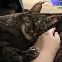 mj (@bellakitty44) 's Twitter Profile