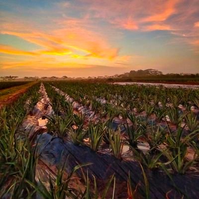 Eduaronce's profile picture. 