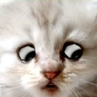 Zuum Cat on Solana - NOT A CAT(@zuumsol) 's Twitter Profile Photo