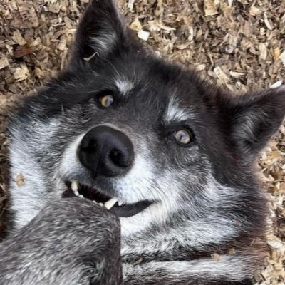 WolfDog therianΘΔ 🐾 Cynophileζ 🐾 Dog owner🐶🐾 There's no porn here