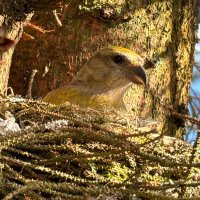 South Shields Birder North East Breeding Birds (@birdersouth) 's Twitter Profile Photo South Shields Birder North East Breeding Birds (@birdersouth) 's Twitter Profile Photo
