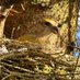 South Shields Birder North East Breeding Birds (@birdersouth) Twitter profile photo South Shields Birder North East Breeding Birds (@birdersouth) Twitter profile photo