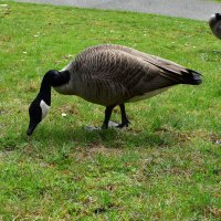 よもぎ大福 (@sumikkoyomogi) Twitter profile photo