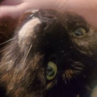 emerald (@gdemerald_) 's Twitter Profile Photo