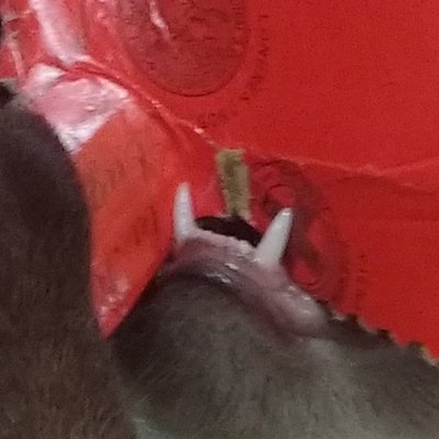 Érase una vez dentro de un mundo gris, luchando por salir, una mijita de color.
