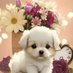 Animal Love (@animallove82693) Twitter profile photo Animal Love (@animallove82693) Twitter profile photo